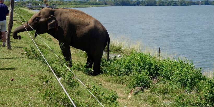 All inclussive Udawalawa National Park Safari From Colombo - Who should book this safari