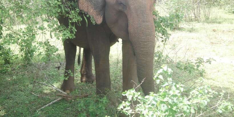 All inclussive Udawalawa National Park Safari From Colombo - The early pickup and five-hour journey