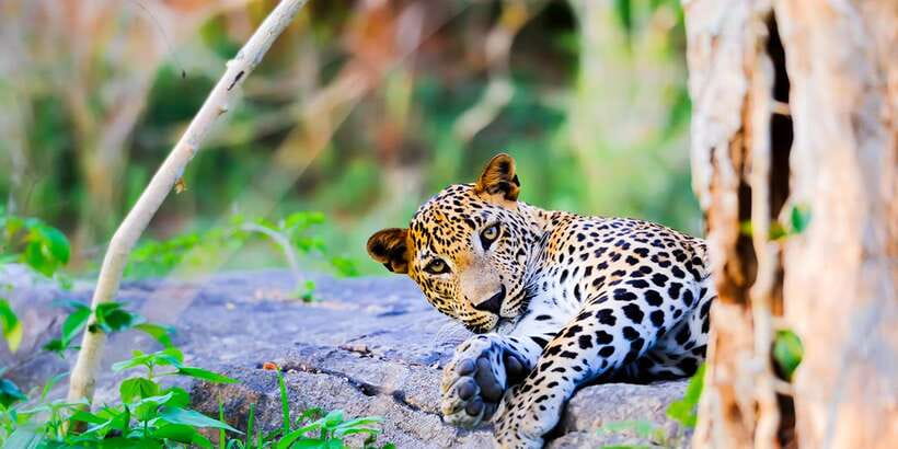 Anuradhapura: Full-Day Wilpattu All Inclusive Private Safari - Why Wilpattu Makes a Strong Safari Choice