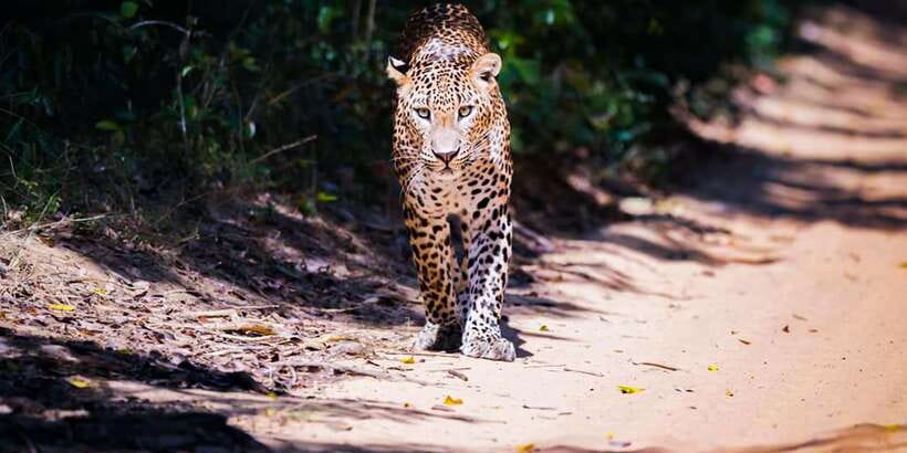 Anuradhapura: Full-Day Wilpattu All Inclusive Private Safari - Searching for Leopards Along the Forest Tracks