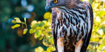 Full-Day Wilpattu All Inclusive Private Safari