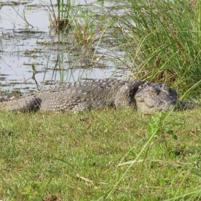 Anuradhapura: Full-Day Wilpattu All Inclusive Private Safari - My Call: Book It for Time, Not Guarantees