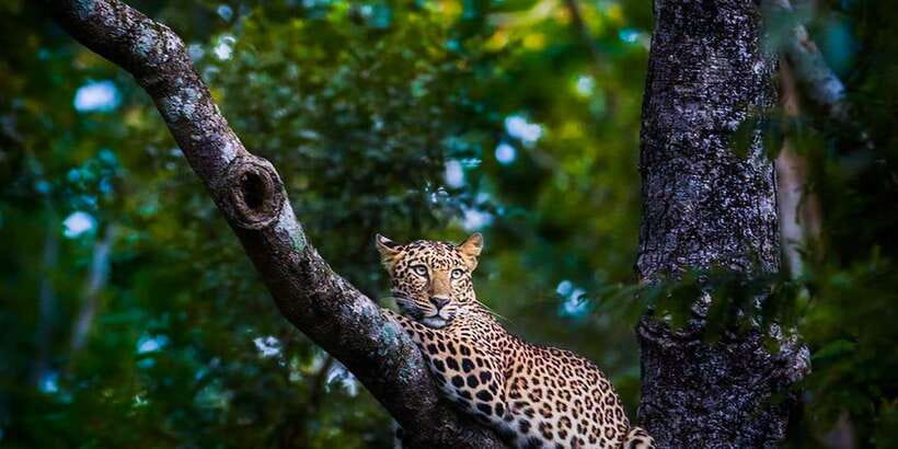 Anuradhapura: Full-Day Wilpattu All Inclusive Private Safari - FAQ
