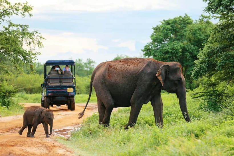 Arugam Bay: Yala Safari & DropOff in Ella - Safari + Transit - Why this Arugam Bay to Ella plan makes sense