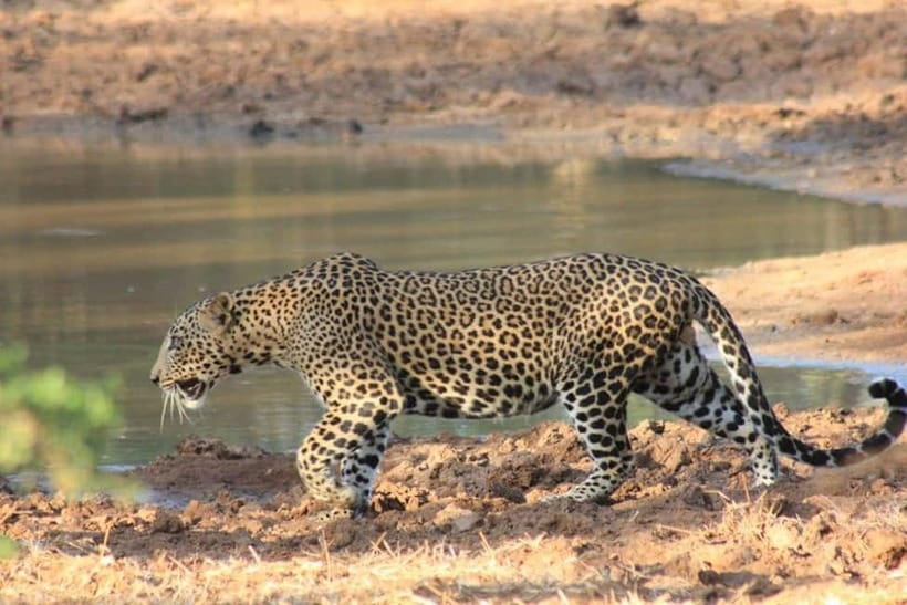 Arugam Bay: Yala Safari & DropOff in Ella - Safari + Transit - Cancellation and booking details worth noting