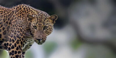 Yala Safari & DropOff in Ella – Safari + Transit
