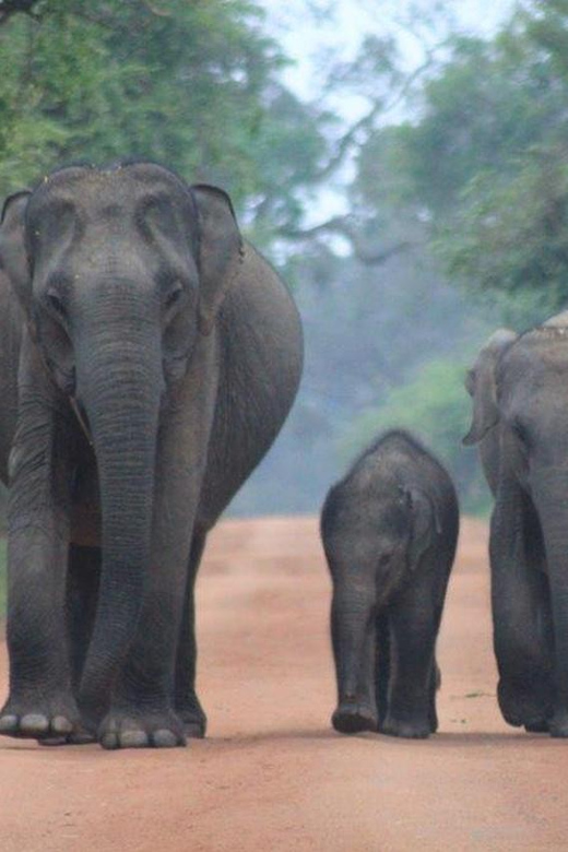 Arugam Bay: Yala Safari & DropOff in Ella - Safari + Transit - Patanangala gives the day a needed pause