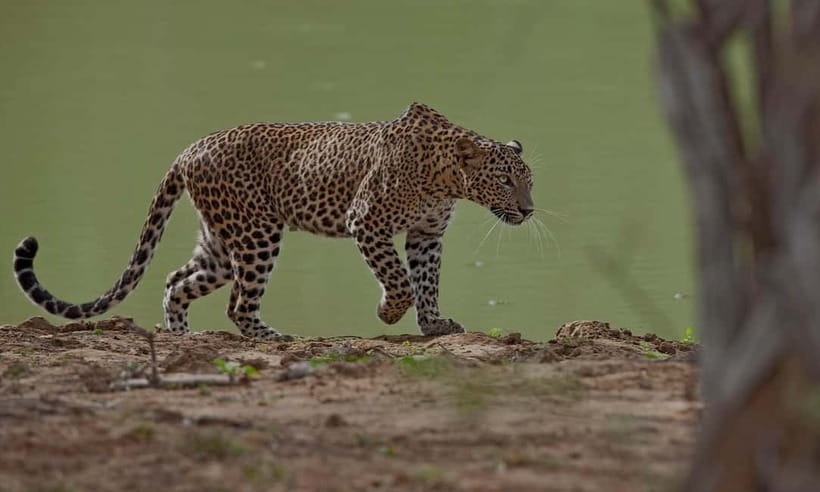 Arugam Bay: Yala Safari & DropOff in Ella - Safari + Transit - What the $84 price really covers