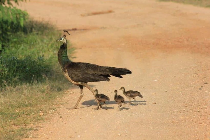 Arugam Bay: Yala Safari & DropOff in Ella - Safari + Transit - What to bring and how to handle the ride