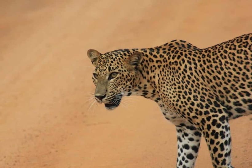 Arugam Bay: Yala Safari & DropOff in Ella - Safari + Transit - Who will get the most from this experience