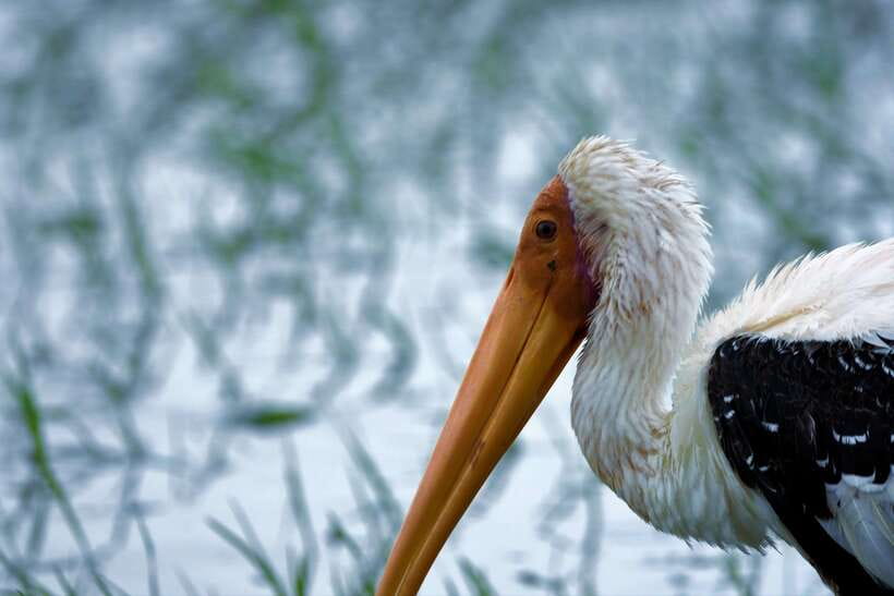 Arugambay :Pottuvil Lagoon Mangrove Eco Boat Safari Tours - What the guides add to the experience
