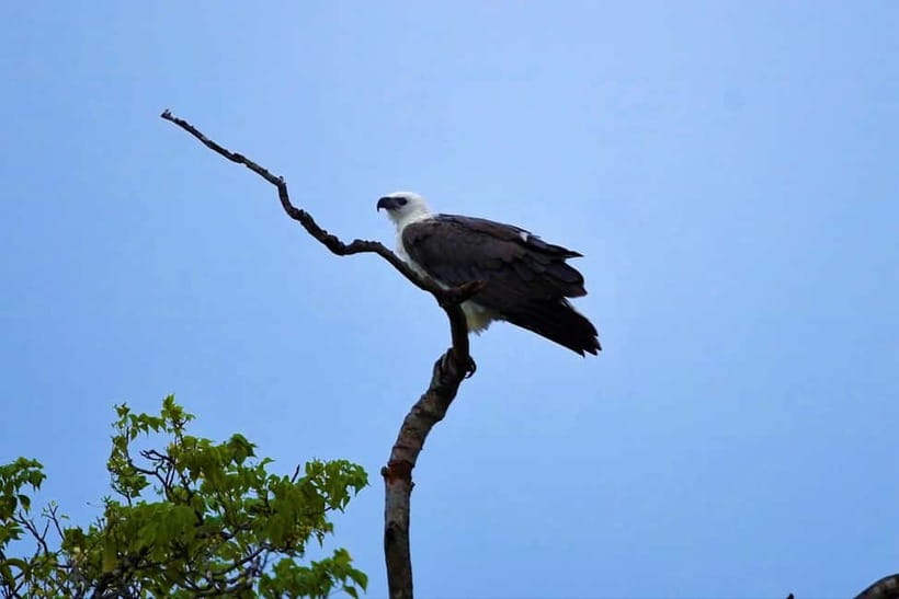 Arugambay :Pottuvil Lagoon Mangrove Eco Boat Safari Tours - Is $32 per person good value?