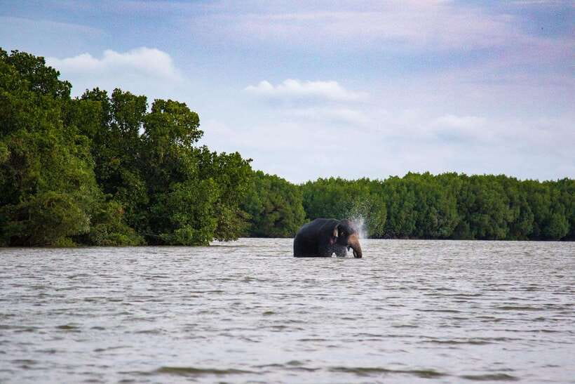 Arugambay :Pottuvil Lagoon Mangrove Eco Boat Safari Tours - The tuk-tuk ride from Arugam Bay to Pottuvil