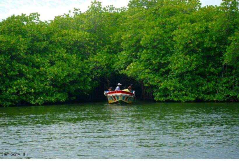 Bentota: All Inclusive Galle Dutch Fort & Madu River Safari - Kosgoda Turtle Hatchery and the conservation question