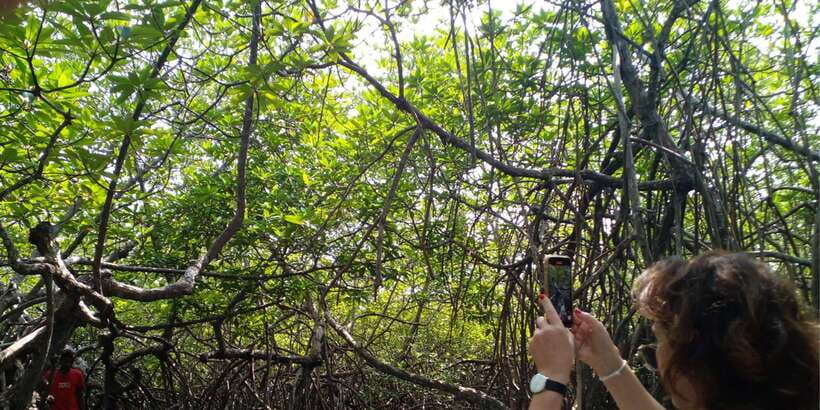Bentota beach, River Mangroves lagoon, Wildlife Tour - Key points to know before you go