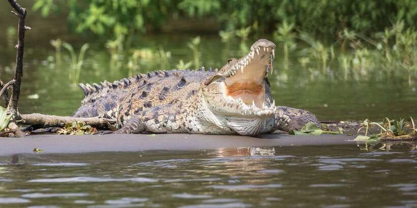 Bentota beach, River Mangroves lagoon, Wildlife Tour - Practical advice for the day