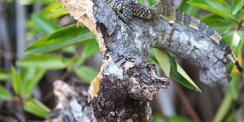 Bentota beach, River Mangroves lagoon, Wildlife Tour - Following the Bentota River into the mangroves