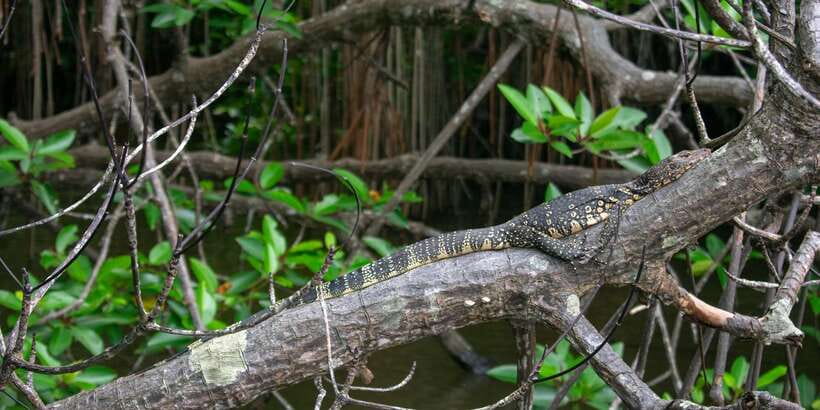 Bentota beach, River Mangroves lagoon, Wildlife Tour - Bentota Beach and the west coast setting
