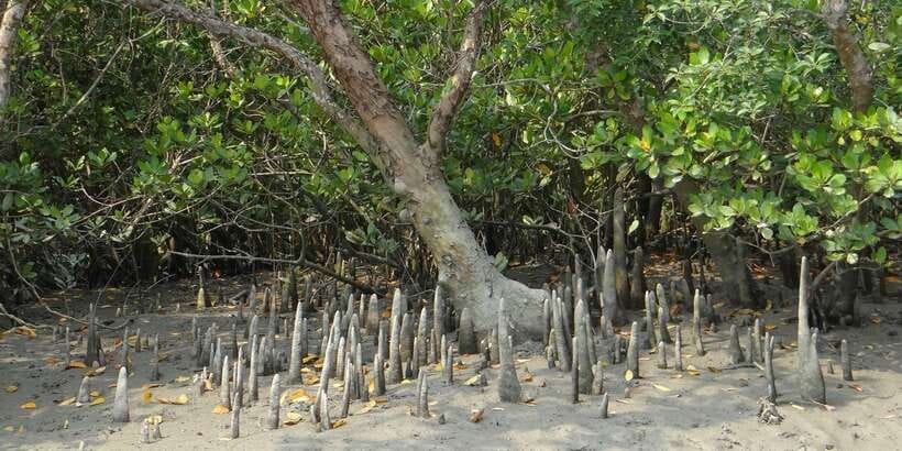 Bentota beach, River Mangroves lagoon, Wildlife Tour - An herbal garden of local plants