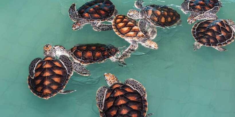 Bentota beach, River Mangroves lagoon, Wildlife Tour - Is $30 good value?