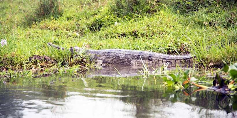 Bentota beach, River Mangroves lagoon, Wildlife Tour - What the small boat format means