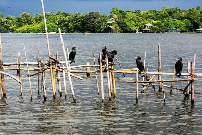 Bentota River Boat Safari with Private Boat Beruwala/Bentota/Kosgoda/Ahungalla - Why the Bentota River is worth your morning