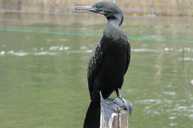 Bentota River Safari - The optional run toward the open ocean