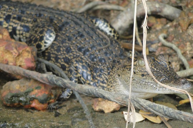 Bentota River Safari - Why the private format matters