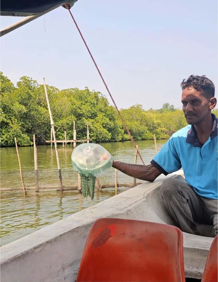 Bentota River Safari -Ahungalla/Bentota/Aluthgama/Kosgoda - A quiet wildlife trip on the Bentota River