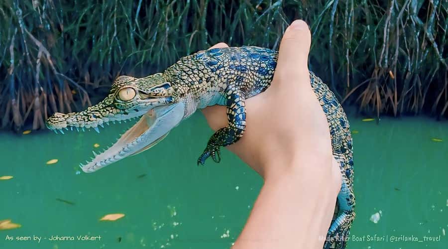 Bentota River Safari -Ahungalla/Bentota/Aluthgama/Kosgoda - Pickup from seven coastal towns
