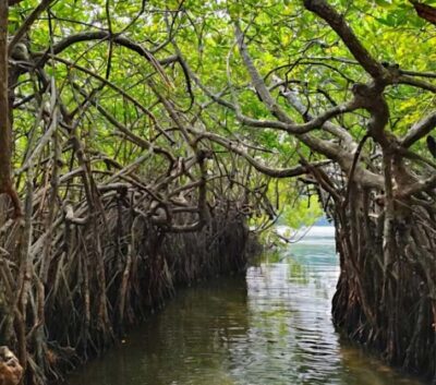 Bentota River Safari -Ahungalla/Bentota/Aluthgama/Kosgoda