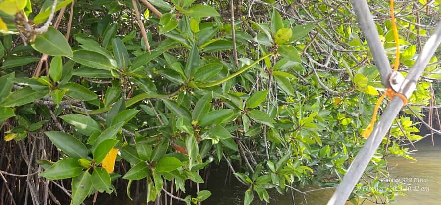 Bentota River Safari -Ahungalla/Bentota/Aluthgama/Kosgoda - A practical way to plan the day