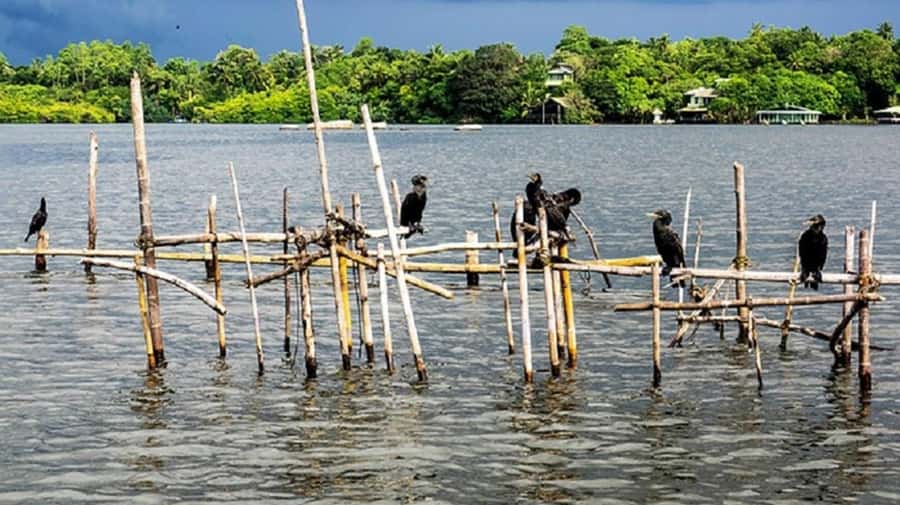 Bentota River Safari -Ahungalla/Bentota/Aluthgama/Kosgoda - Who will enjoy this safari most