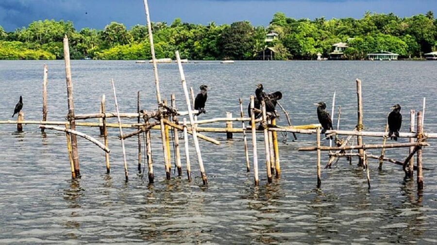 Bentota River Safari -Ahungalla/Bentota/Aluthgama/Kosgoda - My take on the $80 price