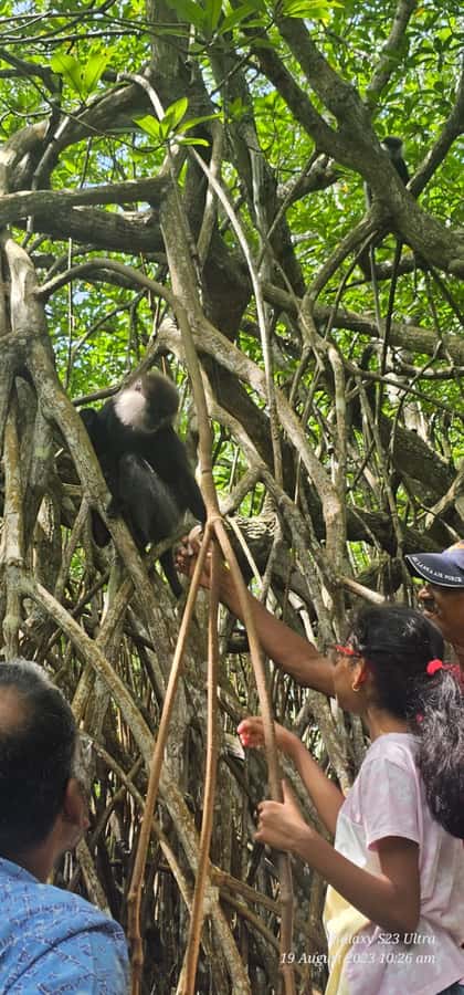 Bentota River Safari -Ahungalla/Bentota/Aluthgama/Kosgoda - Should you book the Bentota River Safari?