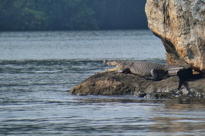 Bentota River Safari By BTM (Mangrove & Wildlife Encounter) - What to bring and how to choose your departure