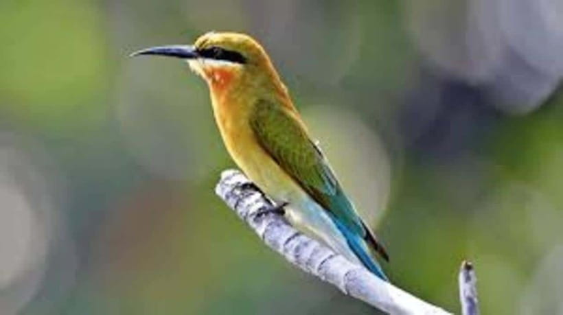 Bentota: River Safari with Hotel Pickup and Drop-Off - Crocodiles, snakes, birds, and other possible sightings
