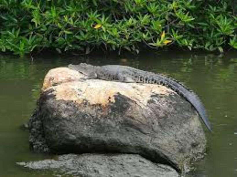 Bentota: River Safari with Hotel Pickup and Drop-Off - When to go and what to bring