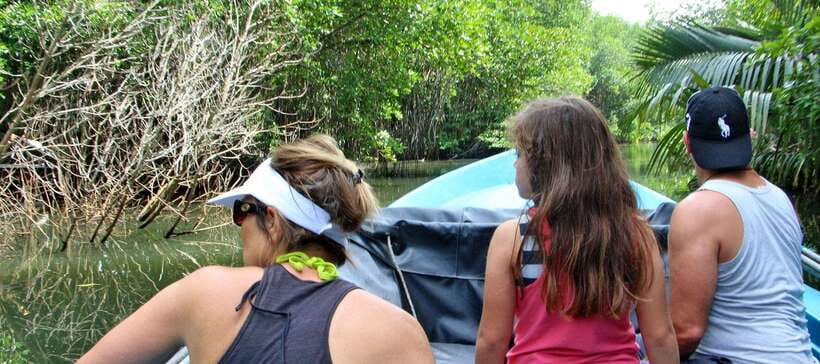 Bentota River Safari with Mangrove and Wildlife Encounter - The mangroves and the Bentota Moya Kata