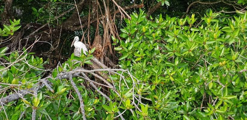 Bentota River Safari with Mangrove and Wildlife Encounter - Coconut water and pineapple in the mangroves