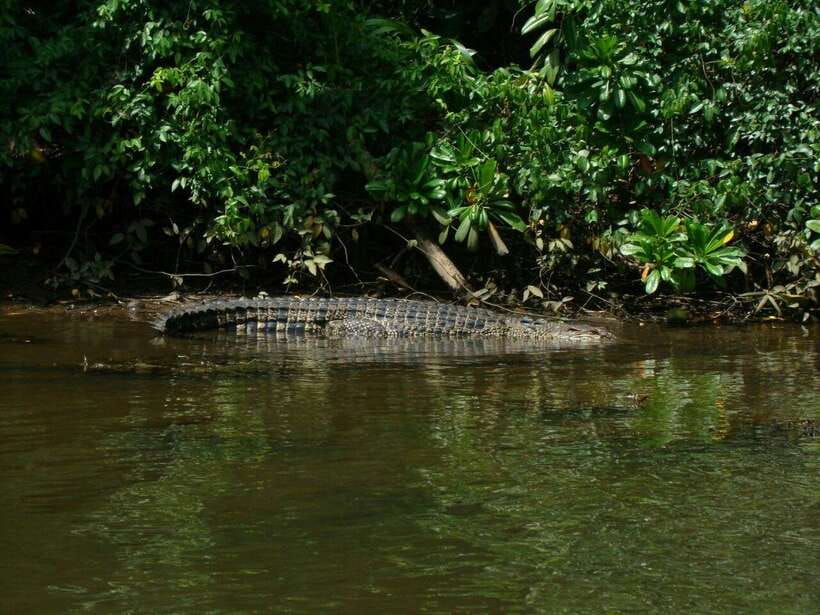 Bentota River Safari with Mangrove and Wildlife Encounter - Price, private groups, and overall value