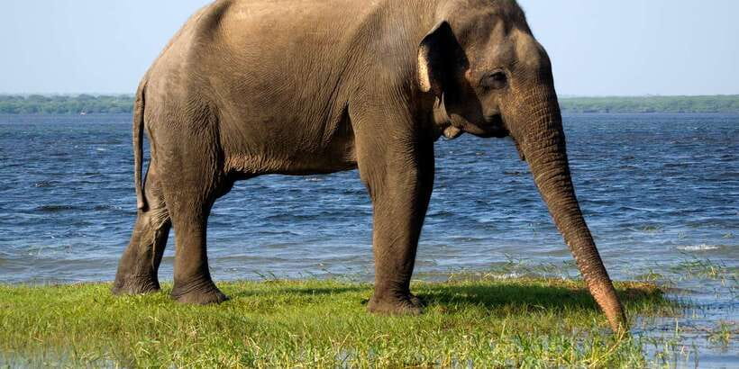 Bentota: Yala National Park Safari Jeep Tour in a 4x4 - Key points before you reserve