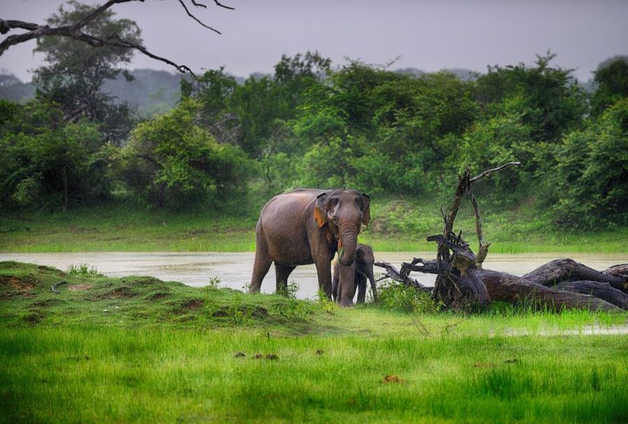 Bentota: Yala National Park Safari Jeep Tour in a 4x4 - Should you book the Bentota to Yala safari?