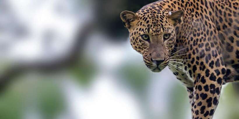Bentota: Yala National Park Safari Jeep Tour in a 4x4 - The Jeep safari and its rough roads