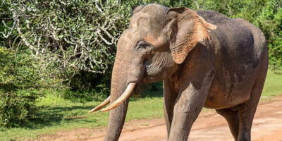 Yala National Park Safari Jeep Tour in a 4×4