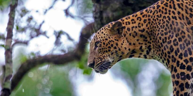 Bentota: Yala National Park Safari Jeep Tour in a 4x4 - Timing, comfort, and what to pack