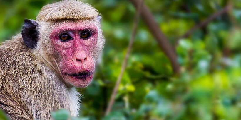 Bentota: Yala National Park Safari Jeep Tour in a 4x4 - Who will enjoy this safari most?