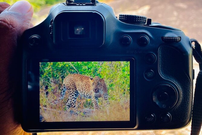 Best Value Yala Safari: Spot Leopards, Elephants & Bears (Shared) - A closer look at the wildlife search