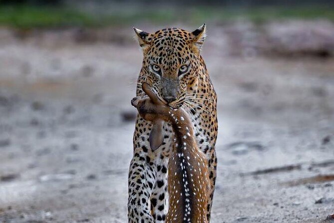 Best Value Yala Safari: Spot Leopards, Elephants & Bears (Shared) - The people guiding the search