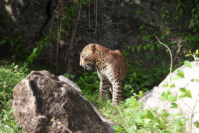 Best Value Yala Safari: Spot Leopards, Elephants & Bears (Shared) - Timing, pickup, and planning details